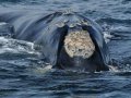 Boat Whale Watching SD